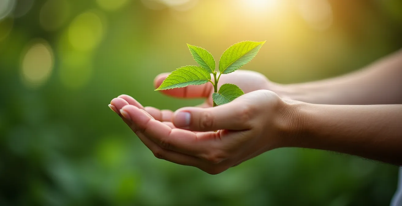 Image symbolique représentant l'éthique et la durabilité en phytothérapie avec des mains tenant délicatement une plante verte sur fond naturel